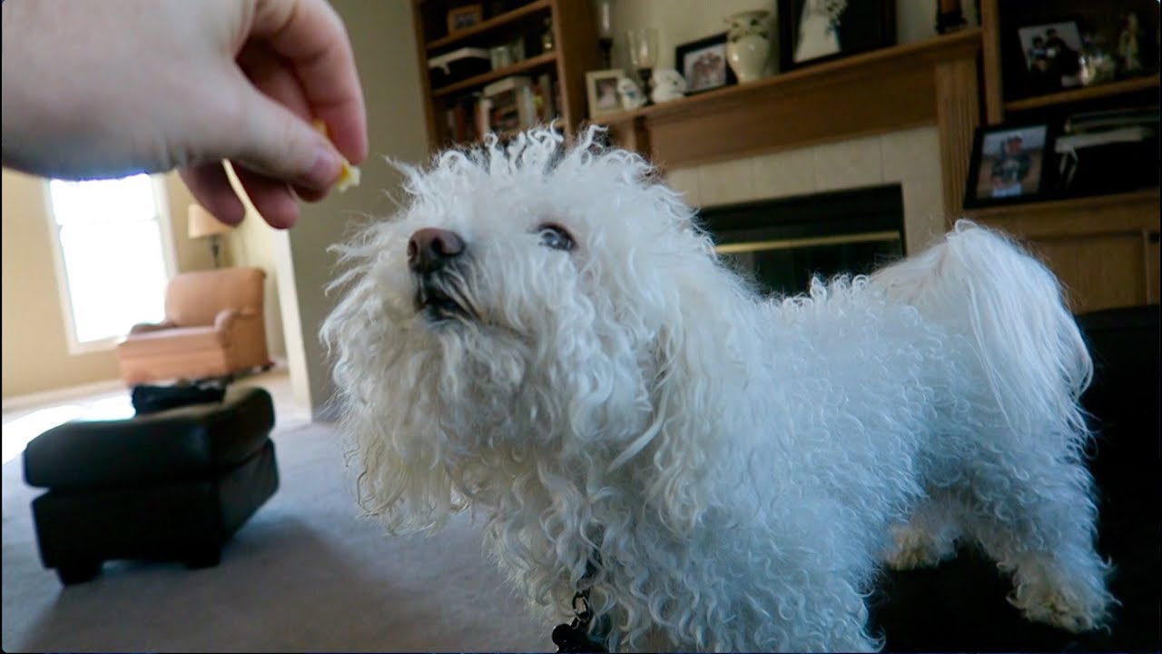 My Dog's Morning Routine! - YouTube