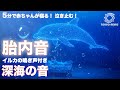 深海のゆりかご🌊✨ 深海の癒し &times; 胎内音 &times; イルカの鳴き声 🐬光るイルカが見守る...💙