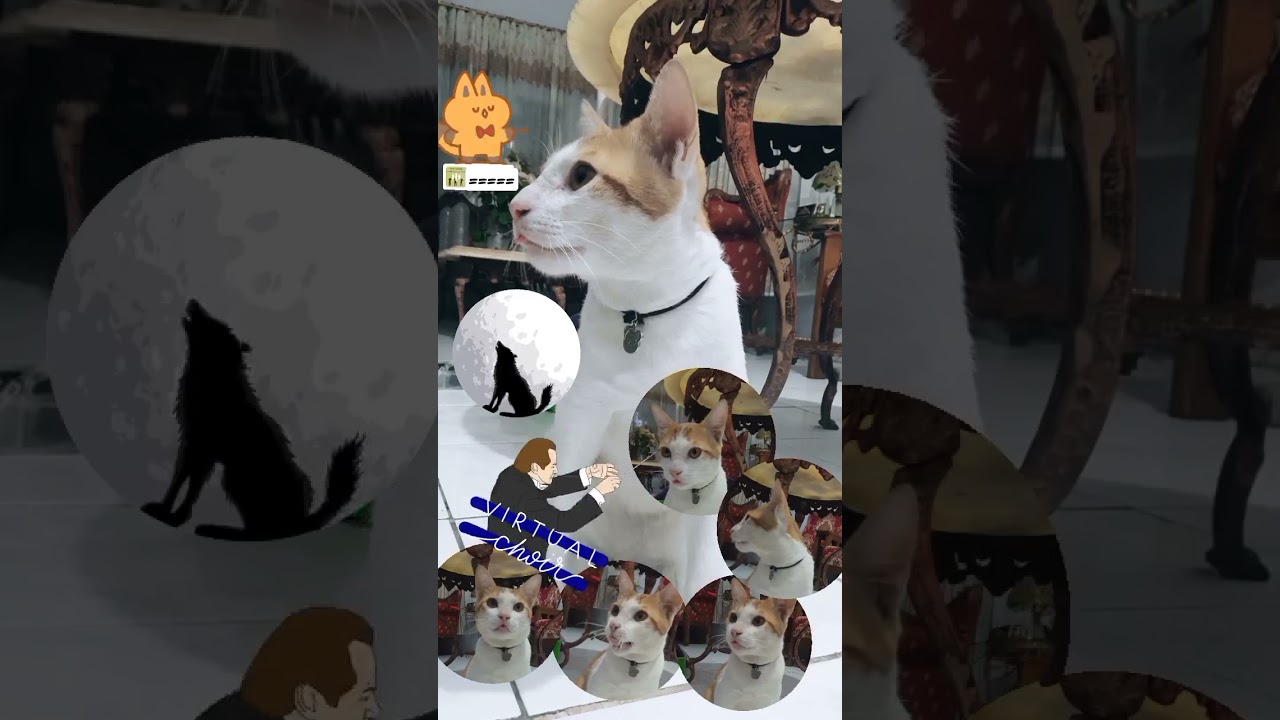 Pecinta kucing Dj's in dhouse #catlover #pecintakucing #kocheng #cat #kucingoren #kucingoyen #kucing