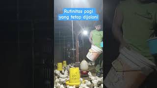 traditional chicken farming techniques in providing feed #poultryfarming #viralshorts #fyp #ayam