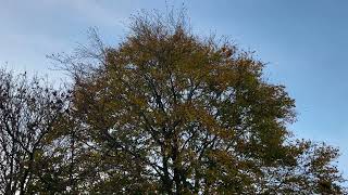 Common beech - crown - November 2023