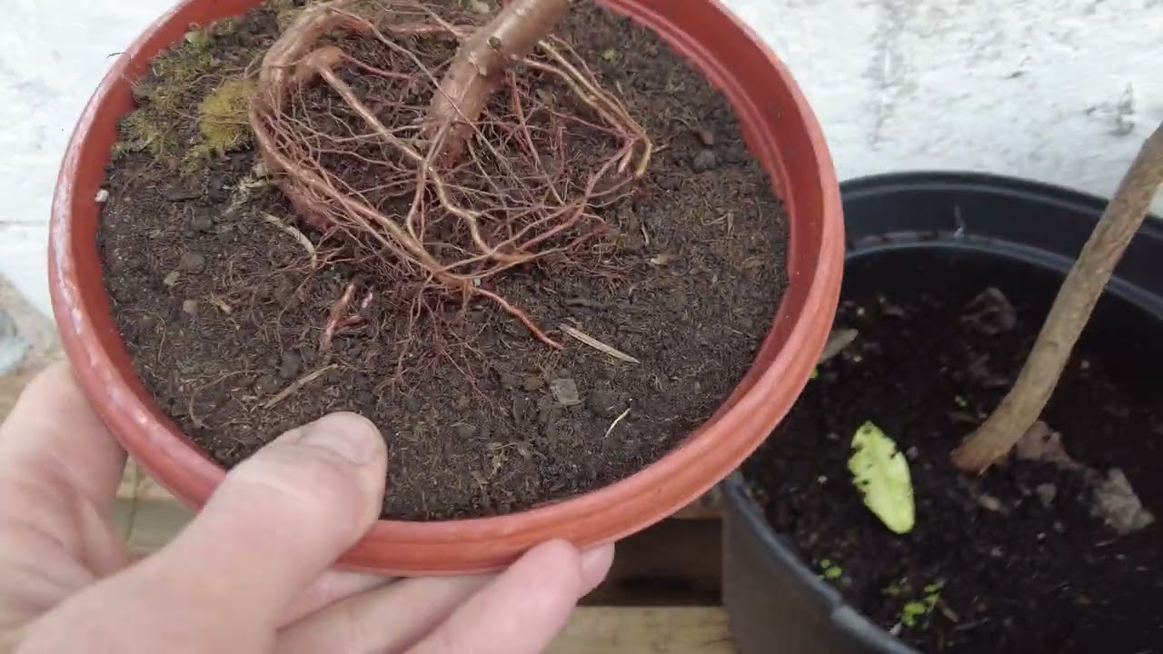 Aprikosen-Bonsai aus einem Sämling: So beginnt das Projekt