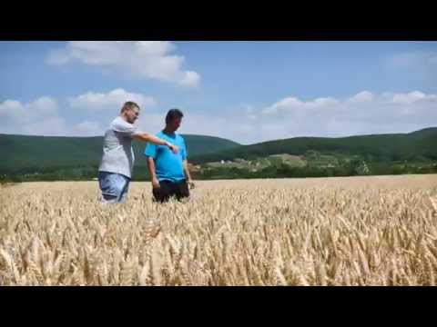 Video: Klijamo Pšenicu I Stavljamo Je Na Jelovnik
