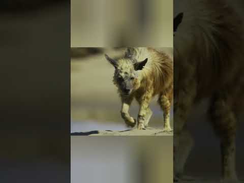 мыс страха #animals #документальныйфильм #животные #beyond #facts #moment #природа #кино