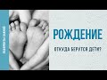 Откуда берутся дети? - Лабиринты Знаний