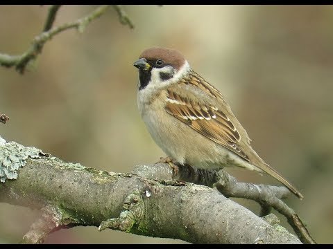 Video: Vrabec Léčivý