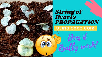 HOW TO PROPAGATE STRING OF HEARTS | BUTTERFLY METHOD: COCO COIR | bernee bee