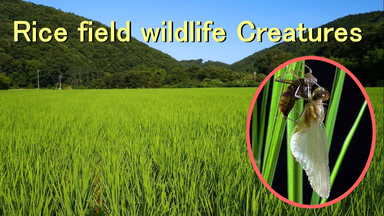 Rice field wildlife Creatures - YouTube