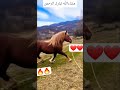 مشاءالله تبارك الرحمن ربي ايبارك اكسبلور الداخله خيل  دويتو تيك توك الخيل نفيسه حصان