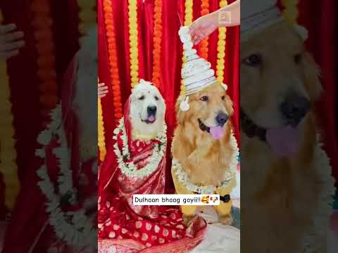 Golden Retriever bride runaway comedy Short with 128K views