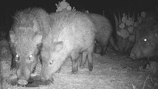 Night of the Javelina