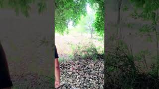 "Ye kya dekh liya aaj 😱"#parrot #tota #cutebirds #birdlovers #parrotlove #funnyparrot #talkingparrot