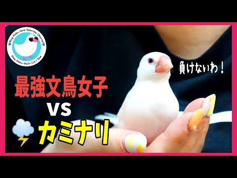 最強文鳥女子 vs カミナリ