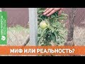 Колоновидные деревья. Узнайте прямо сейчас.......| Agro-Market.ua