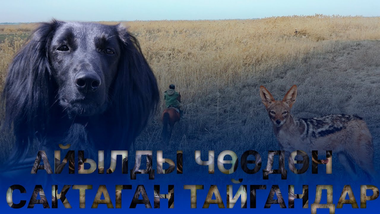 Тайган багуунун азабы / тайганчылар менен бир күн / Болот Капсалаң