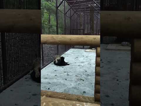 Игры ягуаров - самец черный, самка - пятнистая #ягуар #jaguar #wildanimals #забавныеживотные