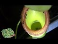 夜の食虫植物とアリの戦い Nepenthes vs ants in the night.【食虫植物ＴＶ】