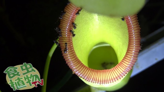 4k Venus Flytrap Vs Fly ハエトリグサがハエを食べる瞬間 食虫植物tv Youtube