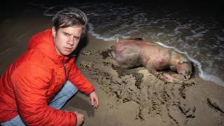 This Creature Washed Up Then Vanished...