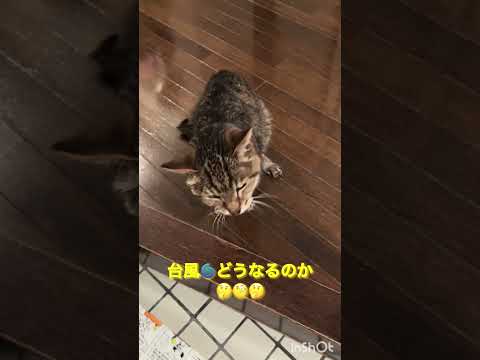 10月24日#老猫#ねこのいる生活#猫#youtubeshorts #shorts#youtube#oldcat