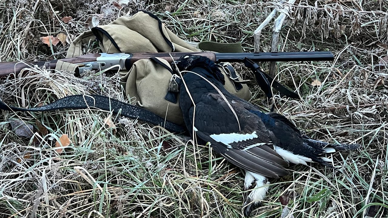 На боровую дичь с 20 калибром. Печальная находка в лесу. Встретил лосей