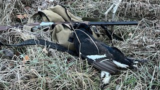 видео: На боровую дичь с 20 калибром. Печальная находка в лесу. Встретил лосей картинка: На боровую дичь с 20 калибром. Печальная находка в лесу. Встретил лосей