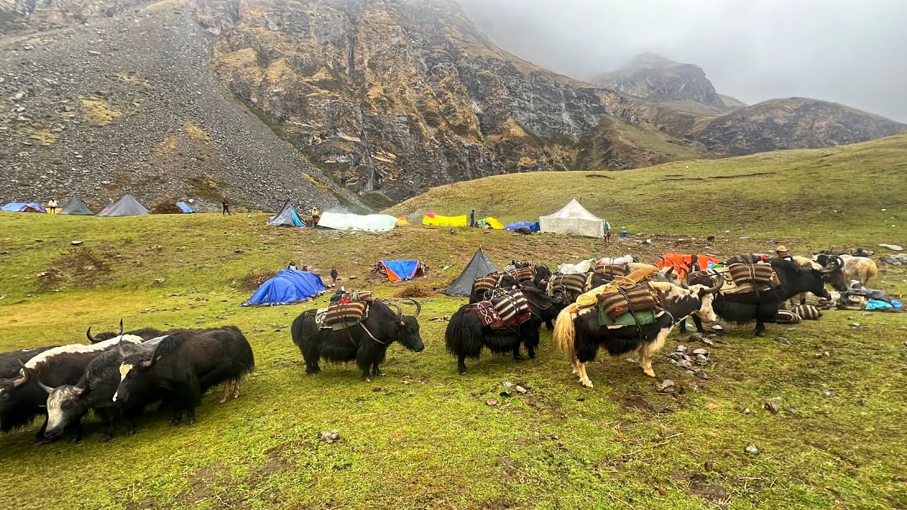 Hiimalayan Village Life in Heavy Rainy Time | The Yak Farm | Most Peaceful And Relaxing Village Life