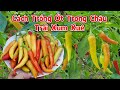 Cách trồng ớt trong chậu có trái xum xuê