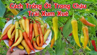 Cách trồng ớt trong chậu có trái xum xuê