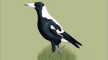 Birdtober 2025 #1 - Australian Magpie