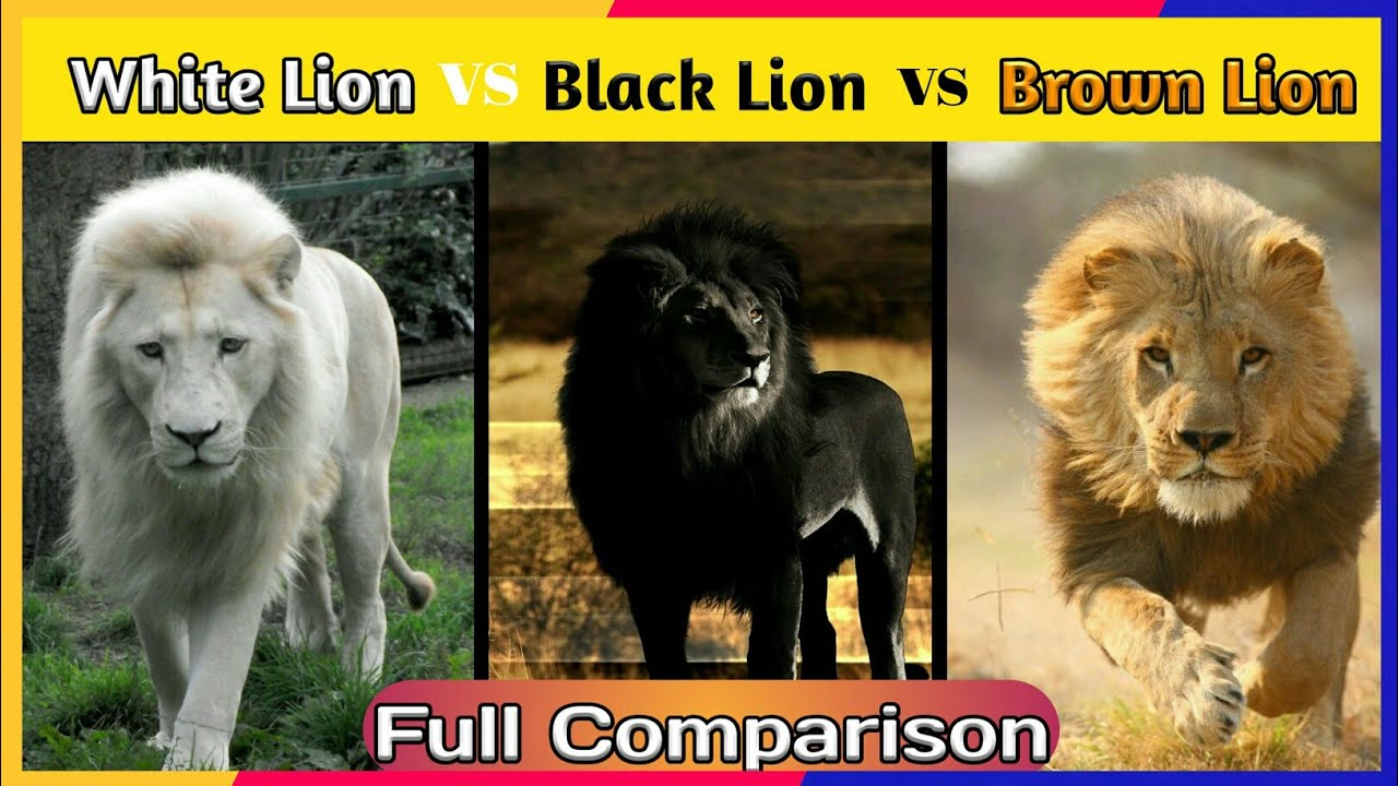 White Lion vs Black Lion vs Brown Lion Full compare Factclass YouTube
