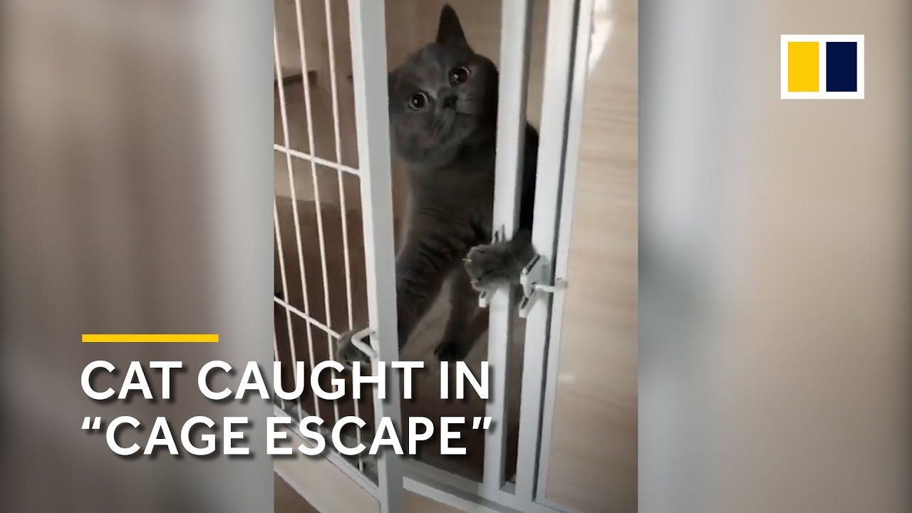 A successful ‘cage escape’ for this cat, only for it to find its owner waiting outside