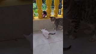 Ensinando O Irmãozinho A Subir No Alto