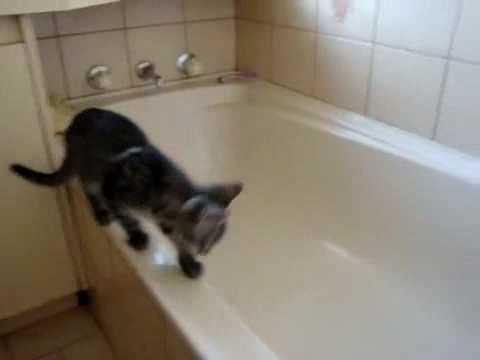 Kitten Bath Freakout - YouTube