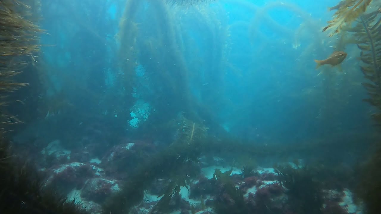 Feather Boa Kelp YouTube