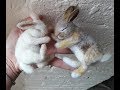 DIY Sleeping needle felting Wild Bunny  Rabbit - The Wishing Shed- asmr
