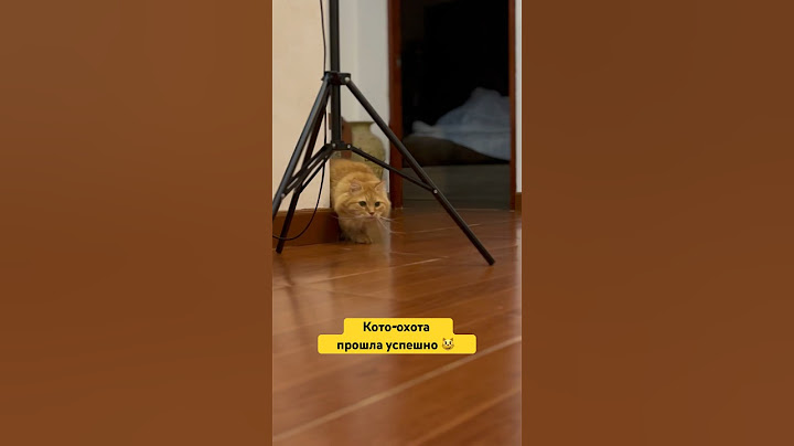 Кото-охотник в действии | УНИЧТОЖИЛ ВСЕ ПЕРЬЯ И МЫШЕК #shorts #cat #кот #memes #мем