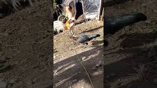 gallo navajero peruano 🐓 🇵🇪  único en el mundo 🌎