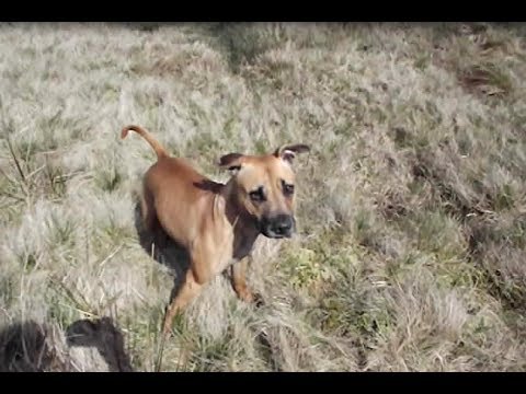 staffordshire bull terrier cross rhodesian ridgeback