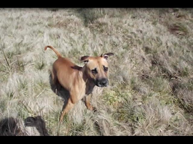 rhodesian ridgeback staffordshire terrier mix