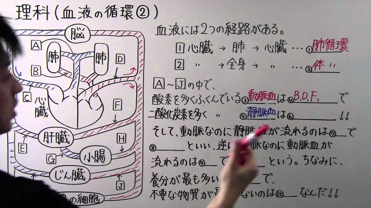 心臓のつくりと血液 肺循環 体循環 中学受験理科対策情報ソース