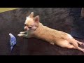 今晩のお喋りタイム。チワワもリラックス♫