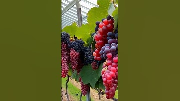 sweet grapes in the greenhouse #grapevine #grapewine #fruit #farming #grapegrowing #wine  #garden
