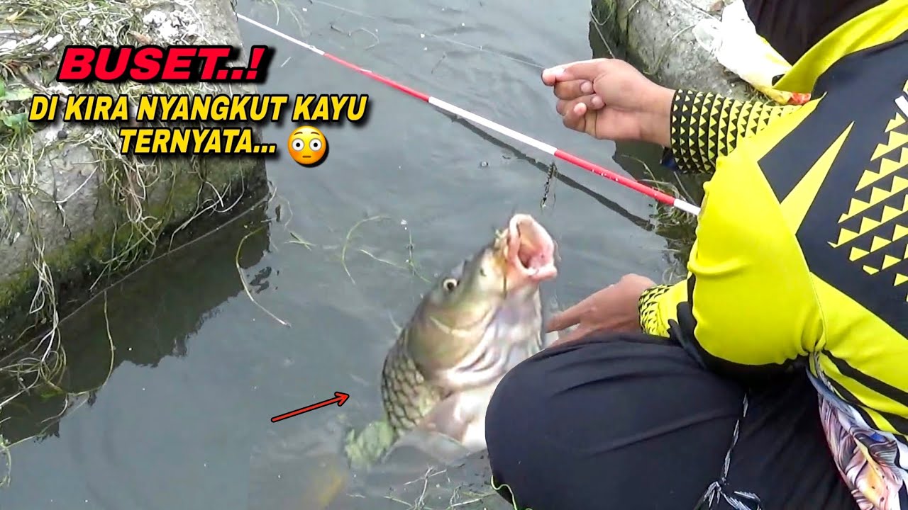 Heboh..! Dikira nyangkut kayu ternyata ikan sebantal