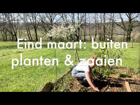 Update Ini's Moestuin #92 Eind maart: voorjaarsgroenten buiten planten en zaaien \u0026 zoete aardappel stekken