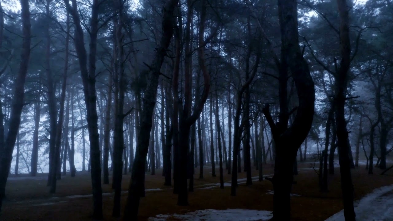 DARK FOREST VIDEO FOOTAGE - THE DARK FOREST AT NIGHT FREE HD VIDEO FOOTAGE - 44