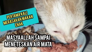 Momen Haru Saat Anak Kucing Jalanan Bahagia Saat Pertama Makan Enak Dan Dapat Rumah.!