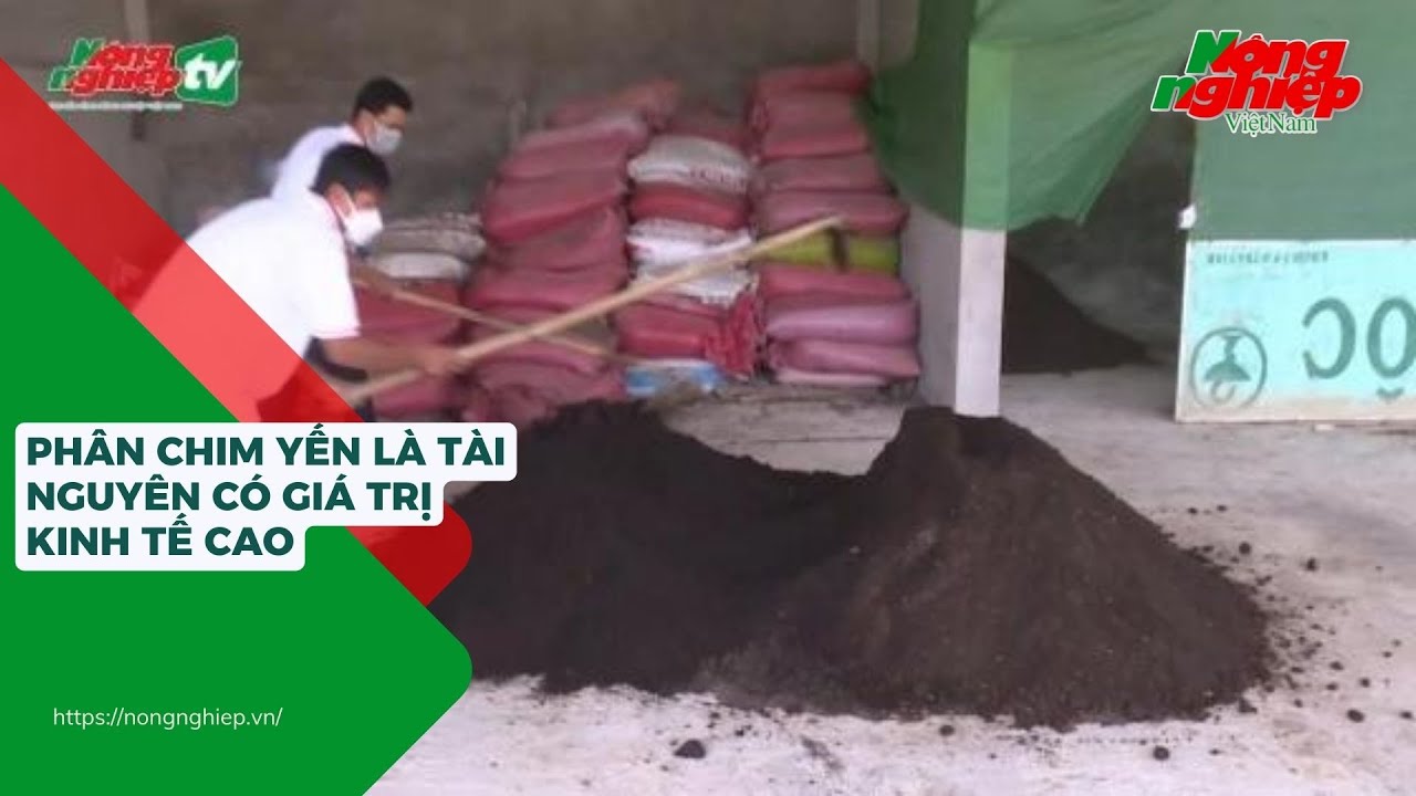 Phân chim yến là tài nguyên có giá trị kinh tế cao