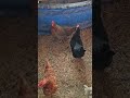 Down at the coop