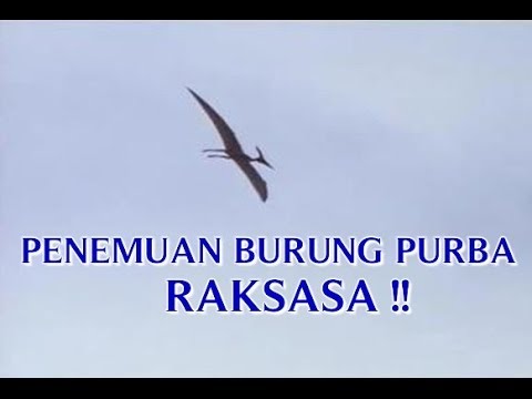 VIDEO PENEMUAN "BURUNG PURBA RAKSASA DI ZAMAN PURBA" YANG 